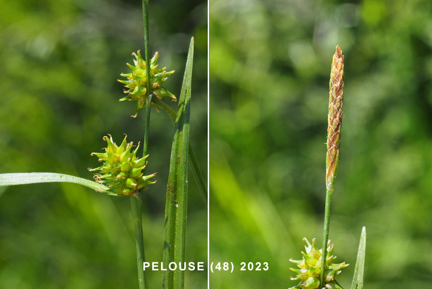 Sedge, Common Yellow flower